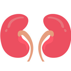 kidneys illustration organ