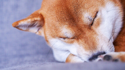 super closer up of sleeping red shiba inu (Shiba dog) on human sofa