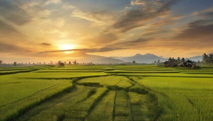 Obraz premium sunset over the field