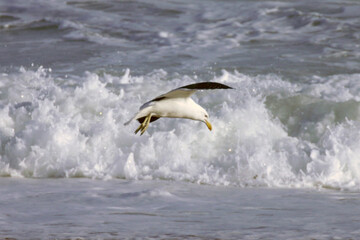 Uma linda gaivota sobrevoando as ondas da praia de Cordeirinho- Maricá - RJ