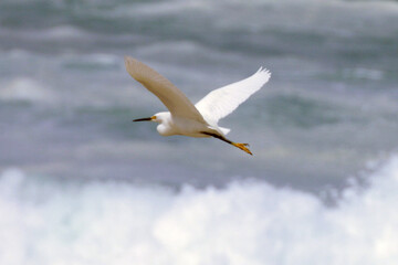 Garça-branca-pequena sobrevoando as ondas do mar na praia de Cordeirinho - Maricá - RJ