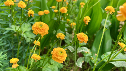 Vibrant yellow ranunculus goldcoin with raindrops