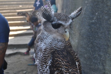 bird of prey