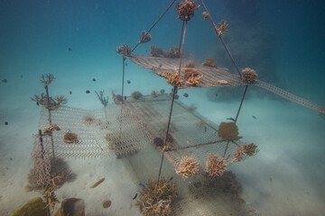 Coral Ocean Conservation - Growing corals on shallow reef nursery - Maine Biology NGO project to rehabilitate the Ocean  