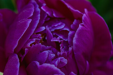 Beautiful bud of pink peony. Close-up. Macro. Magnificent natural beauty. Top view.