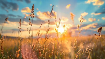 Fototapeta premium A field of tall grass with a sun in the sky. Generate AI image
