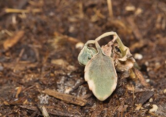 Small wilted sedum plant in potting soil drought dying summer watering concept.