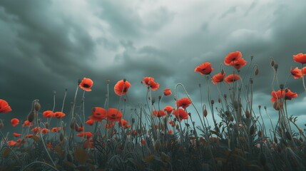 Obraz premium red flowers in the field under gloomy dark sky