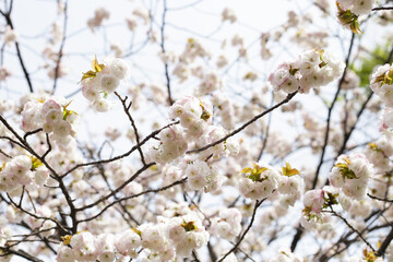 Branches of sakura flowers, cherry blossom