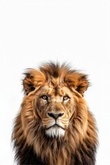 Fototapeta premium A lion with a long mane and a big, curious look on its face