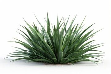 Fototapeta premium agave stricta plant isolated on white with detailed leaves and texture 3d render