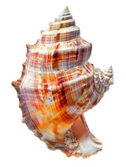 Obraz premium Close-up of a colorful sea shell with intricate patterns and textures, perfect for beach and ocean-themed designs.