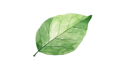 Obraz premium Watercolor illustration of a green leaf, detailed artwork showcasing vibrant green shades and detailed vein patterns on a transparent background. Isolated on transparent background.