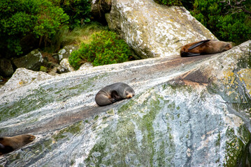 Seals in Milford Sound - New Zealand