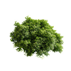 Obraz premium Moss alone against a transparent background.