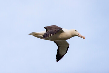 Northern Royal Albatross - New Zealand