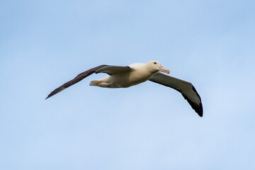 Northern Royal Albatross - New Zealand