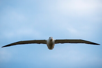 Northern Royal Albatross - New Zealand