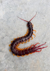 A centipede can bite. It is a poisonous animal and has a lot of legs.	