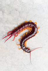 A centipede can bite. It is a poisonous animal and has a lot of legs.	