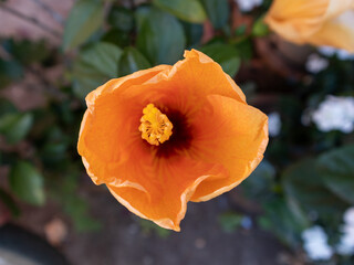 A flower with a yellow center and orange petals