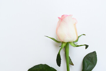 Obraz premium beautiful pink rose flower isolated on white background, valentine day