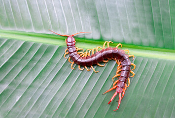 A centipede can bite. It is a poisonous animal and has a lot of legs.It is on leaf.	
