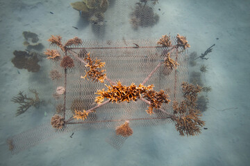 Coral Ocean Conservation - Growing corals on shallow reef nursery - Maine Biology NGO project to...
