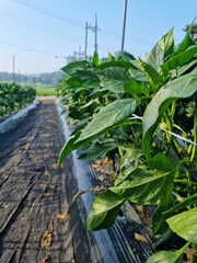 This is a green pepper field with furrows.