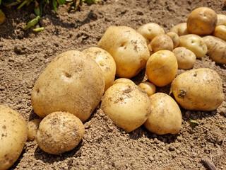Fresh potatoes on the farm.
