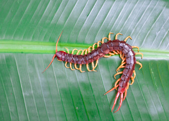 A centipede can bite. It is a poisonous animal and has a lot of legs.It's on a leaf.