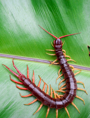 A centipede can bite. It is a poisonous animal and has a lot of legs.It is on leaf.	