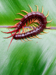A centipede can bite. It is a poisonous animal and has a lot of legs.It's on a leaf.