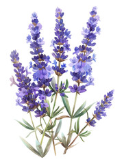 Fototapeta premium Watercolor illustration of vibrant purple lavender flowers in bloom, showcasing delicate petals and green leaves on a white background.