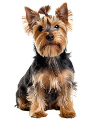 Cute Yorkshire Terrier puppy sitting attentively, showcasing its fluffy fur and adorable expression.