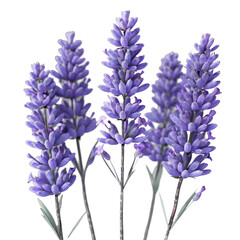 Obraz premium Macro shot of lavender flowers isolated on a transparent background with full depth of field.
