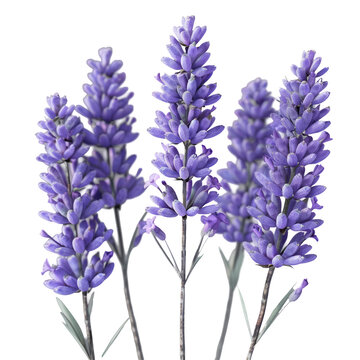 Macro shot of lavender flowers isolated on a transparent background with full depth of field.
