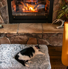Cat by Fireplace