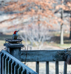 Red Bellied Woodpecker eating