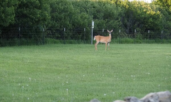 White tailed deer in the Flint Hills of Kansas. 