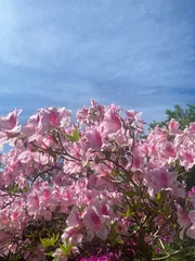 Fototapeten Azalee 満開の花  © Junya