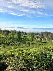 Tea garden with beautifull view