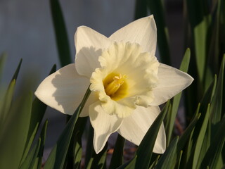 KODAK Digital Still Camera