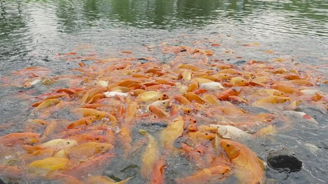 lots of yellow, white and black goldfish and tilapia gather to look for food in the pond