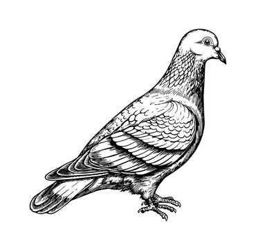 black and white pigeon standing clip art preview