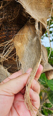 Tropical plant. Hand holding a palm tree trunk fibre. Oil palm trunk biomass