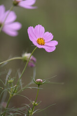 コスモスは秋に咲く花です。
