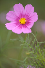 コスモスは秋に咲く花です。