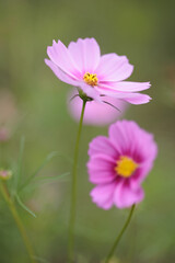 コスモスは秋に咲く花です。