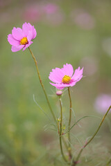 コスモスは秋に咲く花です。